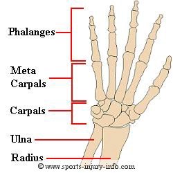 Wrist and Hand Anatomy - Sports Injury Info