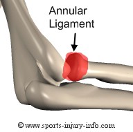 Annular Ligament - Sports Injury Info