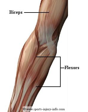 Elbow Muscles