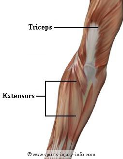 Elbow Muscles