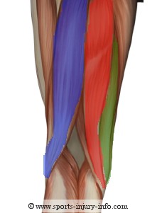 Muscles Of Hamstring