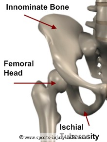 Hip Anatomy Ligaments