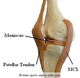 Knee Medial Collateral Ligament Function