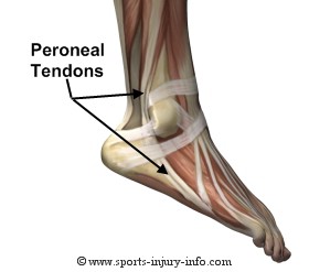 Peroneal Tendons