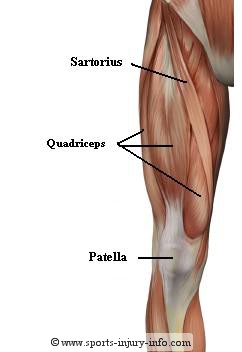 muscles of knee