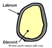 Shoulder Labrum
