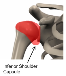 Inferior Glenohumeral Ligament - Sports Injury Info
