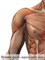 Shoulder Pain - Shoulder Muscles