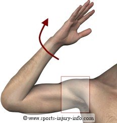 Shoulder Dislocation Mechanism