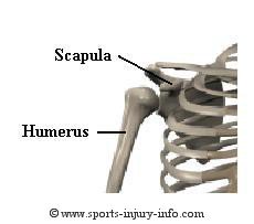 Shoulder Bones - Sports Injury Info