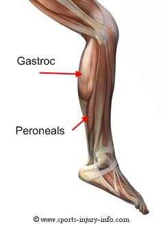 Ankle Anatomy - Sports Injury Info