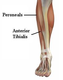 Foot Anatomy - Foot Muscles