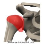 Shoulder Joint Capsule