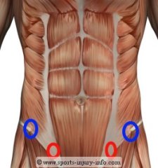The red circles are your lower abs
