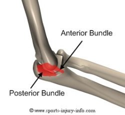 Ulnar Collateral Ligament - Sports Injury Info