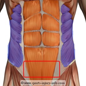 Abdominals Anatomy