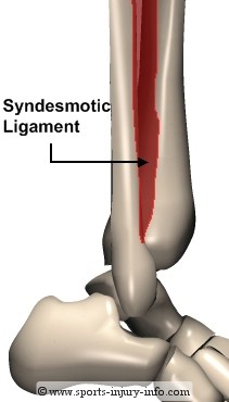 Syndesmotic Ligament
