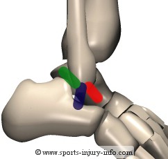 Ankle Ligaments