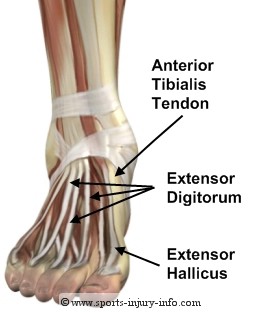 Ankle Tendons