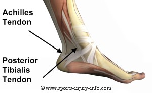Ankle Tendons