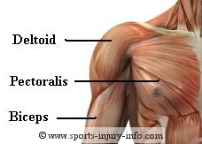 Shoulder Muscles - Sports Injury Info
