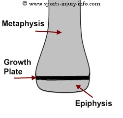 Normal Bone Structure