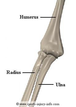 elbow anatomy - elbow bones