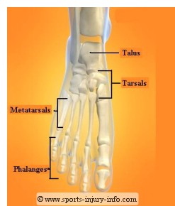 Ankle and Foot Joints