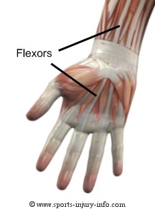 Hand Muscles - Flexors
