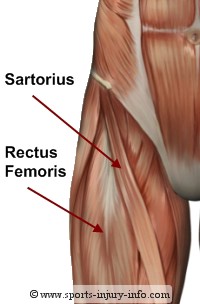 Hip Muscles