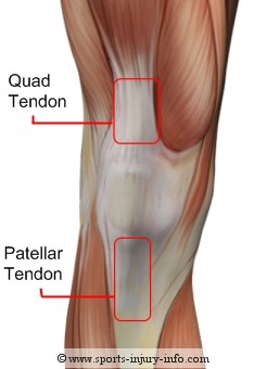 Knee Tendons - Sports Injury Info