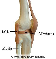 Knee Ligaments