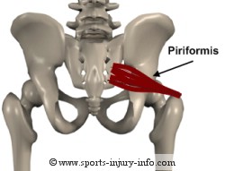 Piriformis Muscle