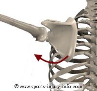 Scapular Rotation