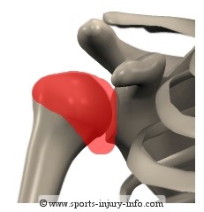 Shoulder Ligaments - Sports Injury Info