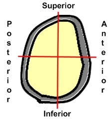 Shoulder Labrum Areas