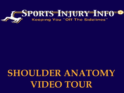 Shoulder Anatomy - Sports Injury Info