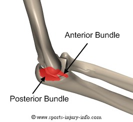 Ulnar Collateral Ligament