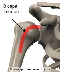 Biceps Tendon - Sports Injury Info