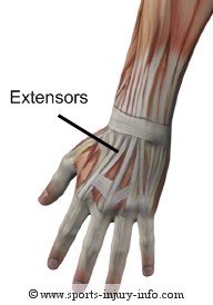 Hand Muscles - Extensors