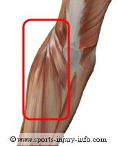 Lateral Epicondylitis - Muscles Affected
