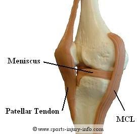Medial Collateral Ligament - Knee Anatomy