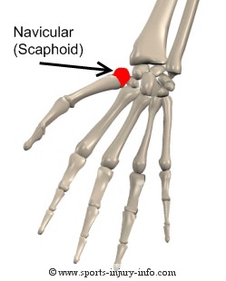 Navicular Bone - Sports Injury Info