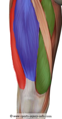 Quadriceps Anatomy
