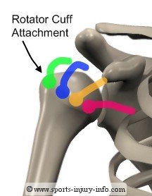 Rotator Cuff Tendons