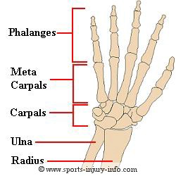 Wrist Bones