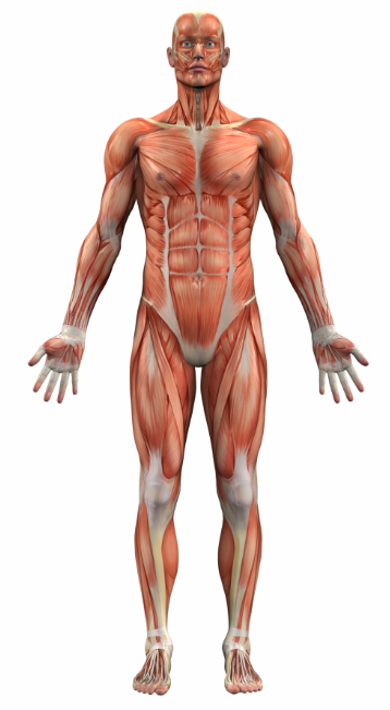 Human Anatomy for Sports Injuries - Sports Injury Info