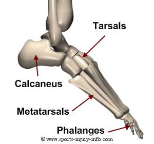 labeled tarsals